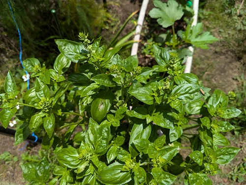 �o�W���@�͔|�@��ĕ��@�ƒ�؉�