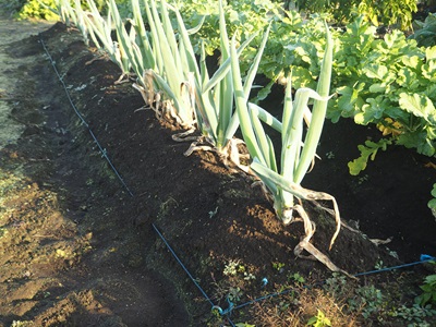 ネギ　栽培　家庭菜園