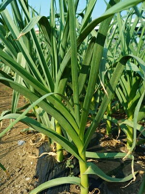 植え付け にんにく おいしいニンニク栽培のコツ｜追肥の方法と撒く時期を把握しよう！